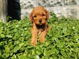 F1B Goldendoodle Yavrularimiz