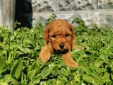 F1B Goldendoodle Yavrularimiz