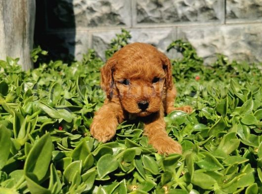 F1B Goldendoodle Yavrularimiz görsel