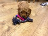 Toy Poodle Bebekler