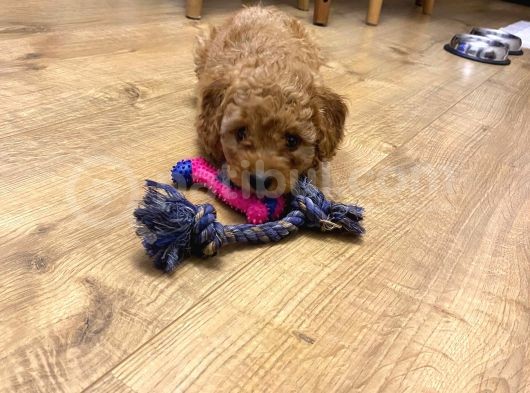 Toy Poodle Bebekler görsel