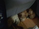 Toy Poodle Bebekler