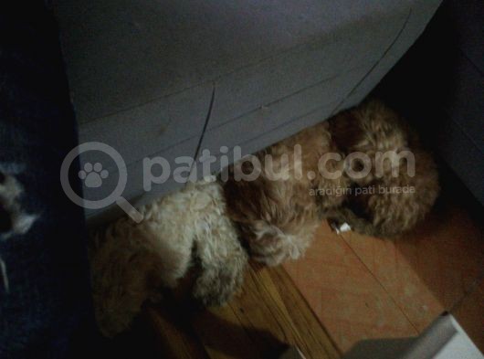Toy Poodle Bebekler görsel
