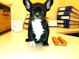 2 Aylık Erkek French Bulldog (Fransız Bulldog) Yavrumuz