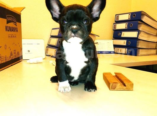 2 Aylık Erkek French Bulldog (Fransız Bulldog) Yavrumuz