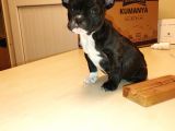 2 Aylık Erkek French Bulldog (Fransız Bulldog) Yavrumuz