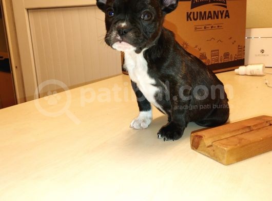 2 Aylık Erkek French Bulldog (Fransız Bulldog) Yavrumuz görsel