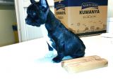 2 Aylık Erkek French Bulldog (Fransız Bulldog) Yavrumuz