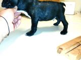 2 Aylık Erkek French Bulldog (Fransız Bulldog) Yavrumuz