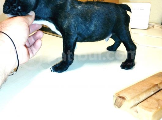 2 Aylık Erkek French Bulldog (Fransız Bulldog) Yavrumuz görsel