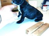 2 Aylık Erkek French Bulldog (Fransız Bulldog) Yavrumuz