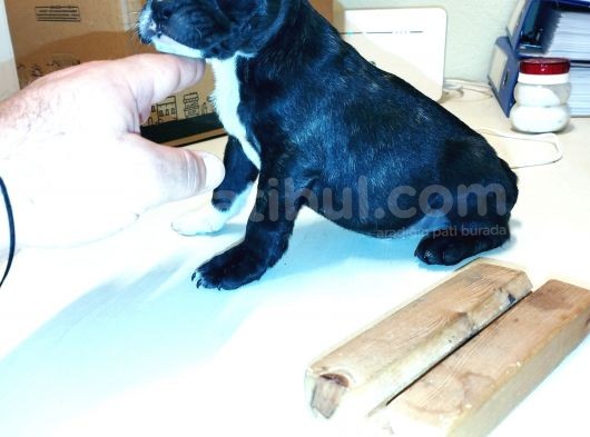 2 Aylık Erkek French Bulldog (Fransız Bulldog) Yavrumuz görsel