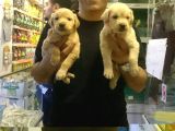 Show Kalite Golden Retti̇ever