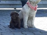 Çi̇ftli̇ği̇mi̇zden Bebek Surat Labrador Yavrular