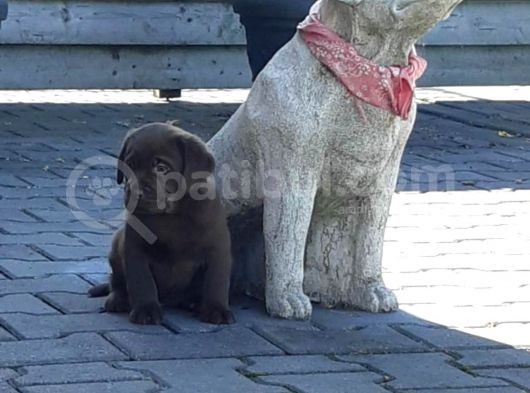 Çi̇ftli̇ği̇mi̇zden Bebek Surat Labrador Yavrular görsel