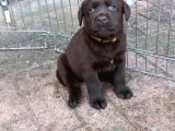 Çi̇ftli̇ği̇mi̇zden Bebek Surat Labrador Yavrular