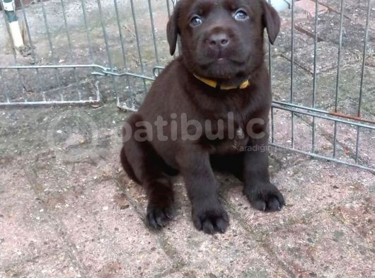 Çi̇ftli̇ği̇mi̇zden Bebek Surat Labrador Yavrular görsel
