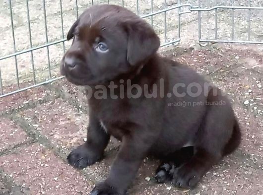 Çi̇ftli̇ği̇mi̇zden Bebek Surat Labrador Yavrular görsel