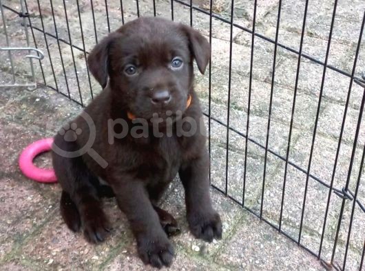 Çi̇ftli̇ği̇mi̇zden Bebek Surat Labrador Yavrular görsel