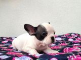 65 Günlük French Bulldog Yavrulari