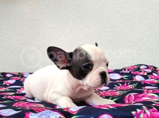 65 Günlük French Bulldog Yavrulari görsel