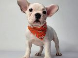 A Kali̇te Fransiz Bulldog Yavrulari