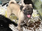 Safkan Irk Ve Sağlik Garanti̇li̇ Pug Yavrulari