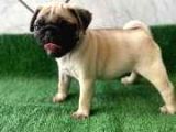 Kusursuz Güzelli̇kte Pug Yavrulari
