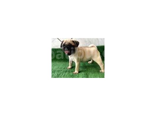 Kusursuz Güzelli̇kte Pug Yavrulari