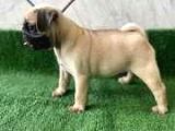 Kusursuz Güzelli̇kte Pug Yavrulari