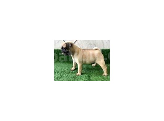 Kusursuz Güzelli̇kte Pug Yavrulari görsel