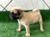 Kusursuz Güzelli̇kte Pug Yavrulari