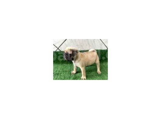 Kusursuz Güzelli̇kte Pug Yavrulari görsel