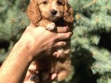 Birbirinden Güzel Maltıpoo yavrularımız