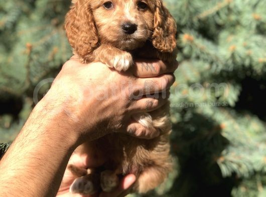 Birbirinden Güzel Maltıpoo Yavrularımız