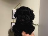 Siyah Toypoodle Bebeklerimiz 