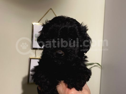 Siyah Toypoodle Bebeklerimiz  görsel