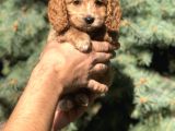 Birbirinden Güzel Maltıpoo Yavrularımız