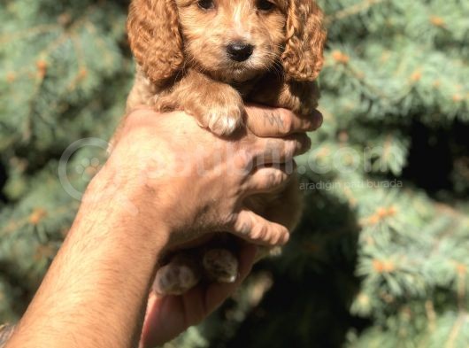 Birbirinden Güzel Maltıpoo Yavrularımız görsel