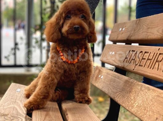 Toypoodle Redbrown Erkek Köpeğimiz görsel