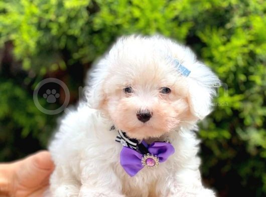 Sevimli Maltese Terrier