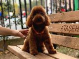 Toypoodle Redbrown Erkek Köpeğimiz