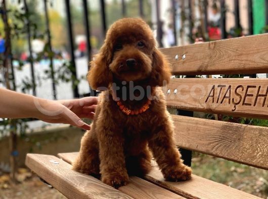 Toypoodle Redbrown Erkek Köpeğimiz görsel