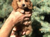 Birbirinden Güzel Maltıpoo Yavrularımız