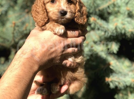 Birbirinden Güzel Maltıpoo Yavrularımız görsel