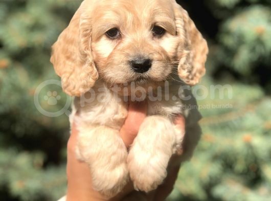 Otjinal Maltıpoo