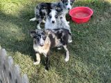 Özel Renk Blue Merle Border Colli̇e