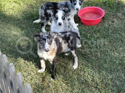 Özel Renk Blue Merle Border Colli̇e görsel