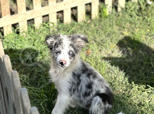 Özel Renk Blue Merle Border Colli̇e görsel