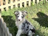 ÖZEL RENK BLUE MERLE BORDER COLLİE